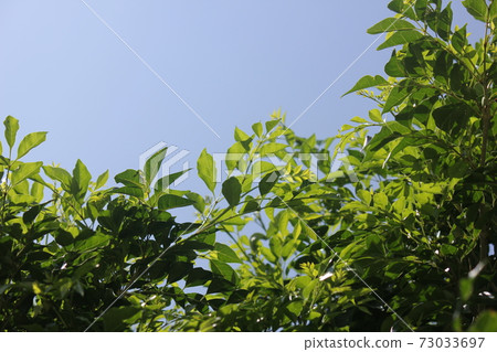 Midsummer Shima Tonerico 73033697