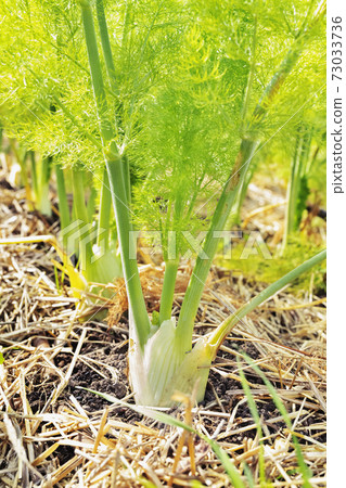 Bulbs of fennel 73033736