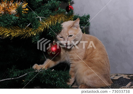 A red cat with its tongue hanging out is sitting at home under an artificial Christmas tree. Poor health of the cat. A red cat with its tongue hanging out is sitting at home under an artificial Christmas tree. Poor health of the cat. 73033738