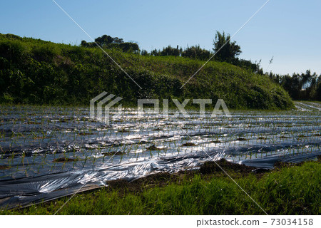 原城堡的風景 原城堡的風景 73034158