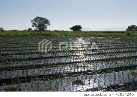 原城堡的風景 73034240