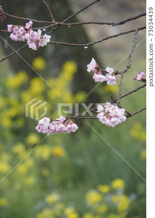 早春風光照片 總是在冬天的小雨中的櫻花和油菜花早春的小雨中的櫻花和油菜花 照片素材 圖片 圖庫