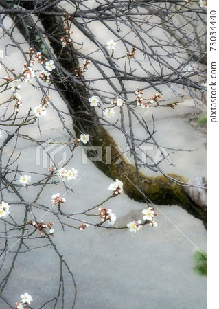 Landscape photograph of plum blossoms in early spring The loveliness of white plums Fuyuki Sufficient spring From the distance Spring of white plum blossoms with fragrant plum blossoms 73034440