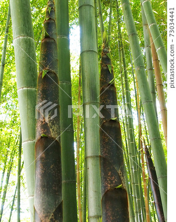 Natural landscape photograph Bamboo shoots that grow steadily with green bamboo Bamboo shoots that have the momentum to hit the heavens Natural landscape photograph Bamboo shoots that grow steadily with green bamboo Bamboo shoots that have the momentum to hit the heavens 73034441