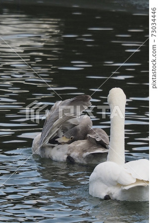 風景自然寫真天鵝父母和孩子“媽媽，我已經困了” 73034446