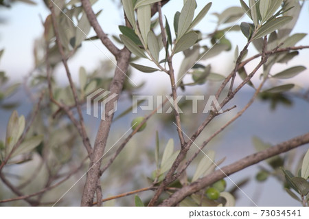 close up of olive tree branch on lake Garda in northern Italy close up of olive tree branch on lake Garda in northern Italy 73034541