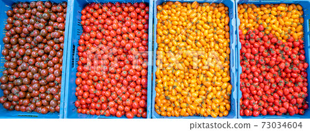 freshly picked yellow and red tomatoes in a crate freshly picked yellow and red tomatoes in a crate 73034604