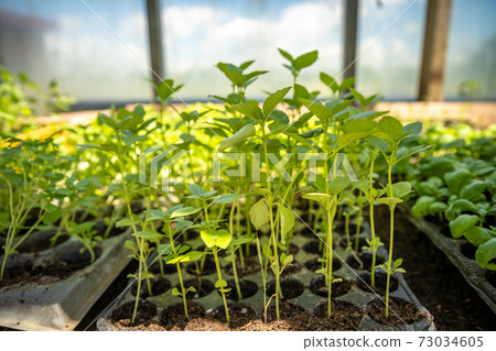 vegetable seedlings in a box in a greenhouse bio vegetable seedlings in a box in a greenhouse bio 73034605