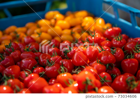 freshly picked yellow and red tomatoes in a crate freshly picked yellow and red tomatoes in a crate 73034606
