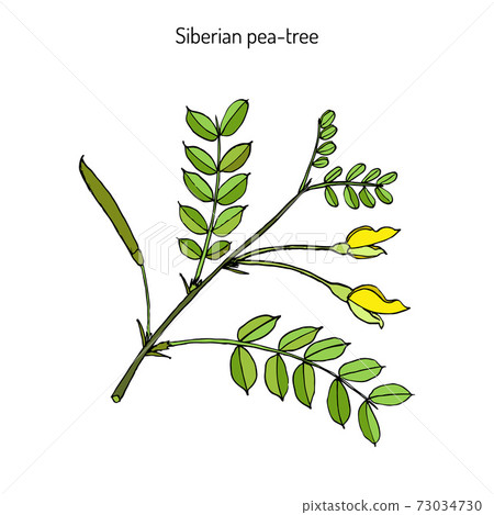 Siberian peashrub caragana arborescens Siberian peashrub caragana arborescens 73034730