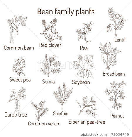 Bean family plants collection 73034749