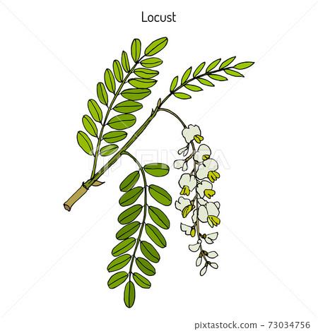 Robinia pseudoacacia, or black locust Robinia pseudoacacia, or black locust 73034756