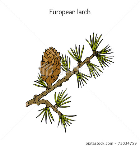 Larch cone and branch Larch cone and branch 73034759