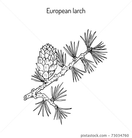 Larch cone and branch Larch cone and branch 73034760