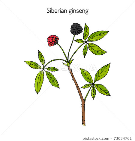 Eleutherococcus senticosus Handdrawn illustration 73034761