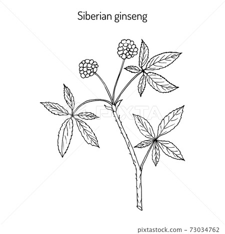 Eleutherococcus senticosus Handdrawn illustration Eleutherococcus senticosus Handdrawn illustration 73034762