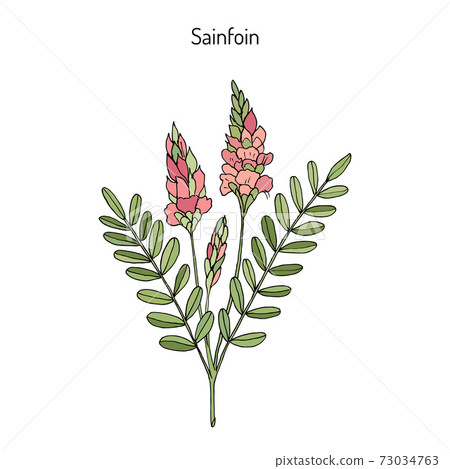 Common sainfoin Onobrychis viciifolia 73034763