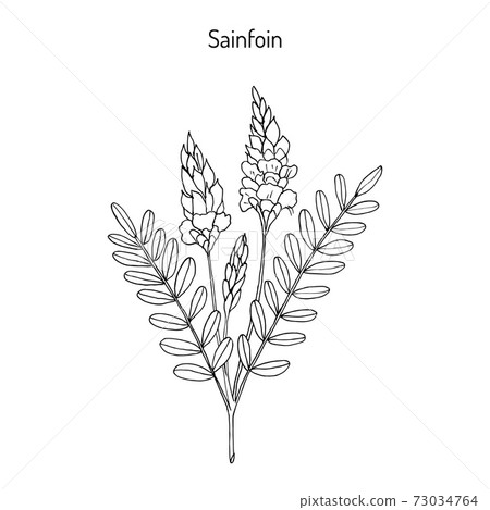 Common sainfoin Onobrychis viciifolia Common sainfoin Onobrychis viciifolia 73034764
