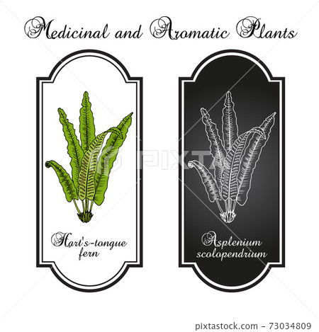 Harts-tongue fern Asplenium scolopendrium , ornamental and medicinal plant 73034809