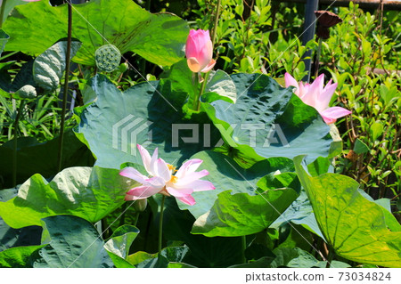 Lotus flower blooming brightly Lotus flower blooming brightly 73034824