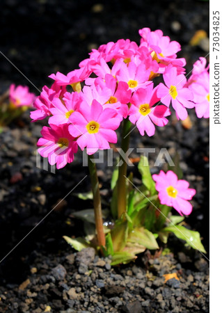Pretty flower Primula rosea Pretty flower Primula rosea 73034825