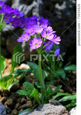 Red-purple hepatica Red-purple hepatica 73034826
