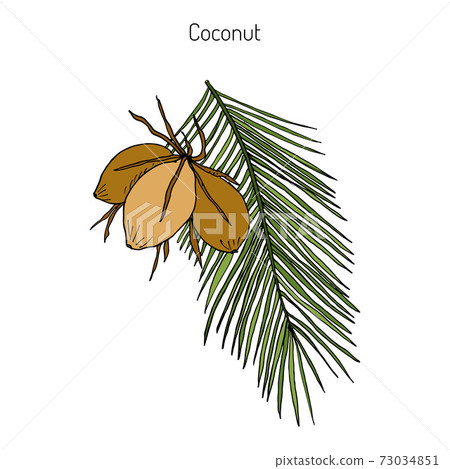 Coconut Cocos nucifera 73034851