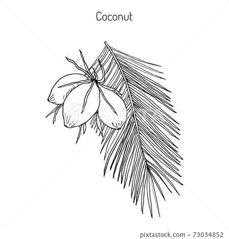 Coconut Cocos nucifera 73034852