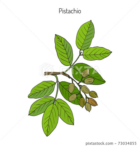 Pistachio Pistacia vera 73034855