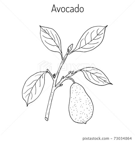 Avocado or alligator pear Avocado or alligator pear 73034864