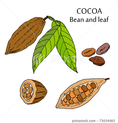 Cocoa bean and leaf 73034865