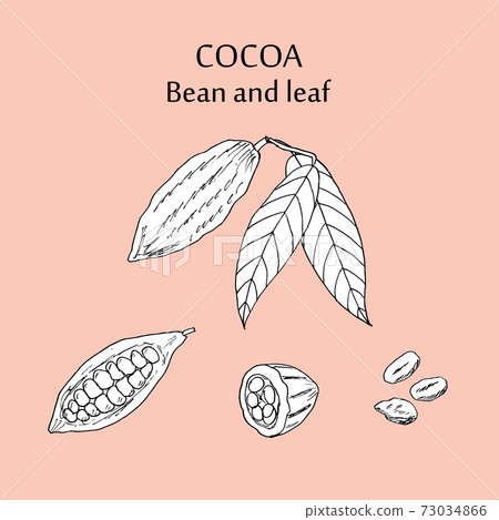 Cocoa bean and leaf 73034866