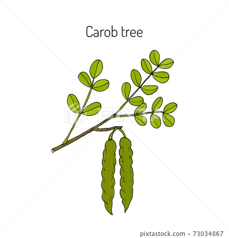 Carob eratonia siliqua Carob eratonia siliqua 73034867