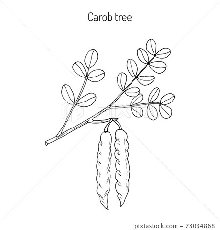 Carob eratonia siliqua 73034868
