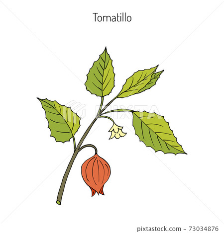 Tomatillo Physalis philadelphica 73034876