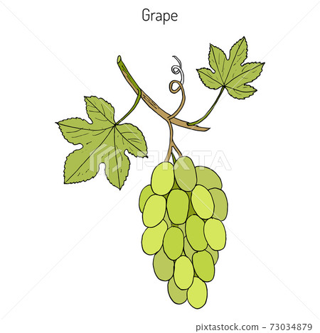 Common grape vine Common grape vine 73034879