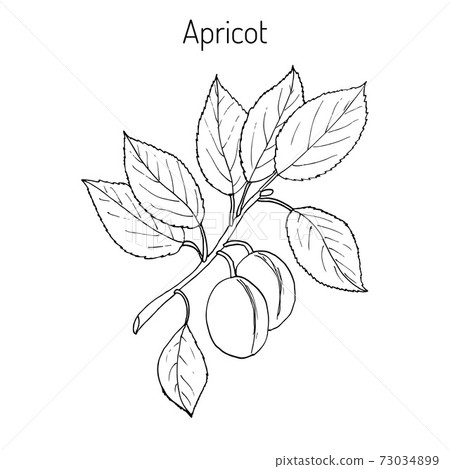 Apricot Hand drawn branch Apricot Hand drawn branch 73034899
