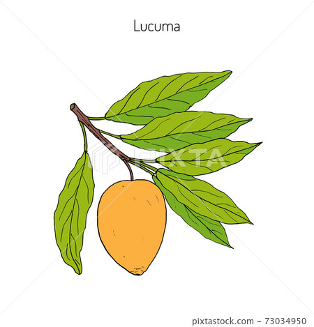 Lucuma. Organic superfood 73034950