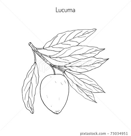 Lucuma. Organic superfood Lucuma. Organic superfood 73034951