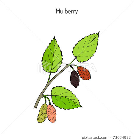 Mulberry morus nigra , or black mulberry Mulberry morus nigra , or black mulberry 73034952