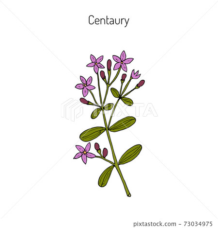 European centaury, medicinal herb 73034975