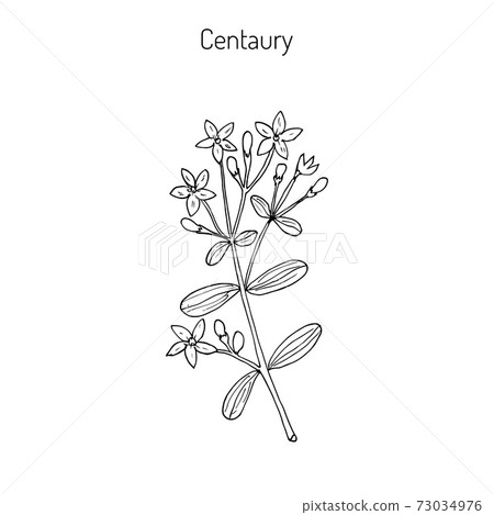 European centaury, medicinal herb 73034976