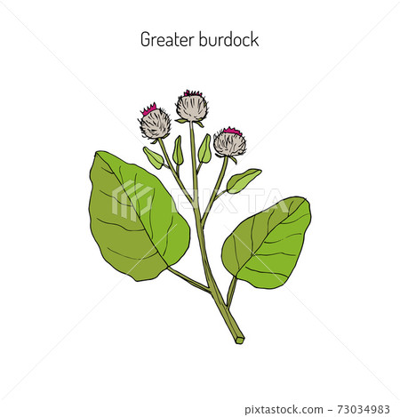 Burdock medicinal plant Burdock medicinal plant 73034983