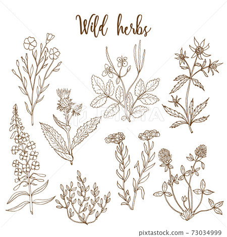 Wild herbs set Wild herbs set 73034999