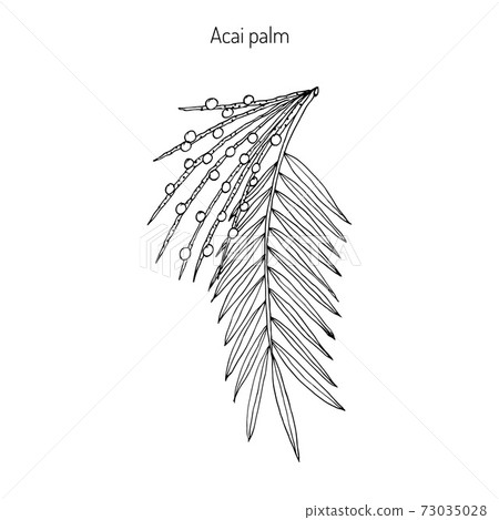 Acai palm Euterpe oleracea Acai palm Euterpe oleracea 73035028