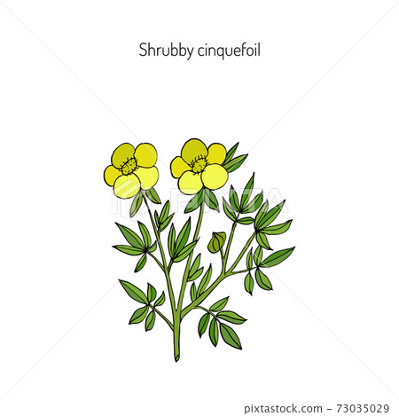 Shrubby cinquefoil plant 73035029