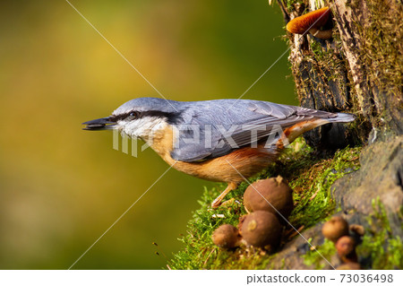 Eurasian nuthatch holding a sunflower seed in a beak in garden during spring season. 73036498