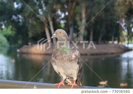 a proud pigeon stands and stares to the left against the background of the lake in the national park in ramat gan, israel 73036560