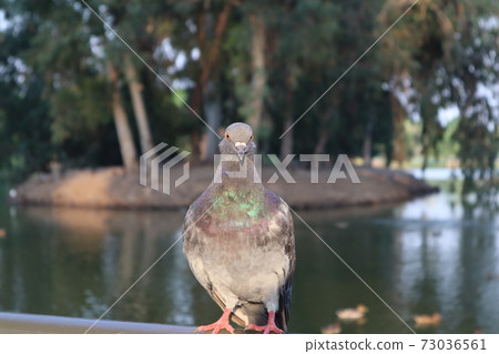 a proud pigeon stands and stares straight ahead against the background of the lake in the national park in ramat gan, israel a proud pigeon stands and stares straight ahead against the background of the lake in the national park in ramat gan, israel 73036561