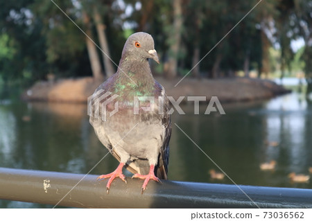 a proud pigeon stands and stares to the right against the background of the lake in the national park in ramat gan, israel 73036562